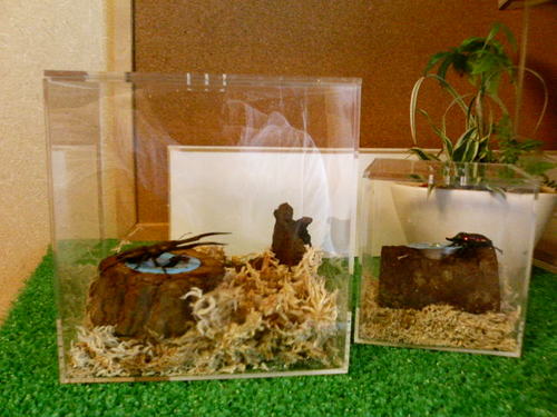 自作クワガタ飼育ケース・クワリウム 3e69c529-s.JPG