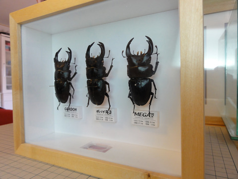 クワガタ標本箱　122匹　JAPAN クワガタ標本箱 122匹 JAPAN - メルカリ