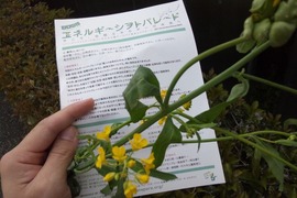 菜の花