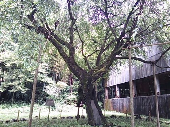 井伊神社 しだれ桜