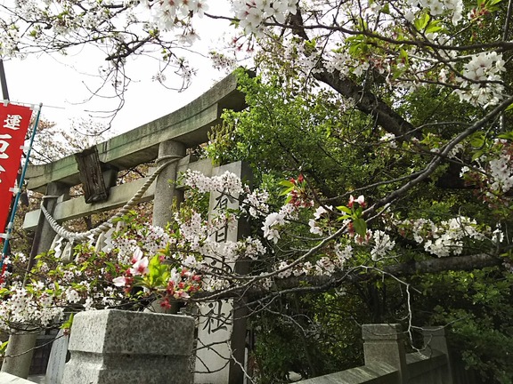 春日神社 鳥居と社号標