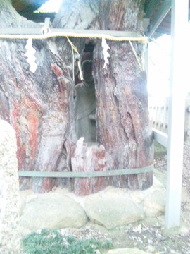 大聖勝軍寺 神妙椋樹