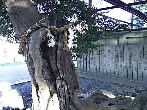 忠岡神社 神木「おふくさん」