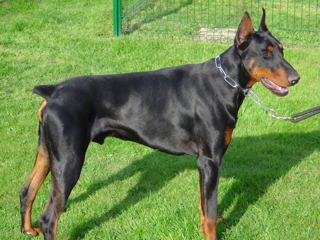 doberman