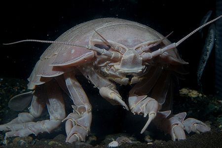 ダイオウグソクムシ 脱皮に関連した画像-01