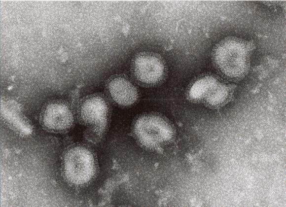 はしか 新興宗教 医薬 依存 健康に関連した画像-01