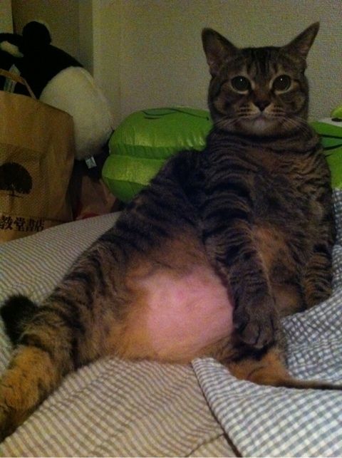 o0480064311863414671