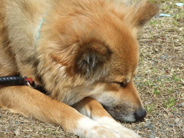 旅館 犬 クレーマー 保健所に関連した画像-05