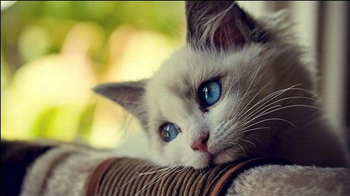 猫 殺害 理想 動物愛護法違反に関連した画像-01