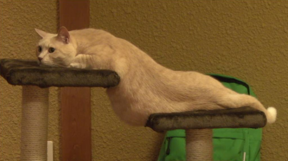【話題】「猫は液体……？」　器用すぎる猫のすり抜け術 	YouTube動画>3本 ->画像>30枚 