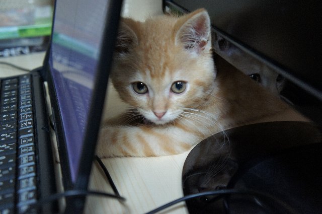 猫 死にたがり 猫 飼う ペット 生きる目的 にゃん吉に関連した画像-09