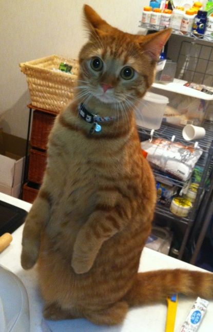 にゃん吉