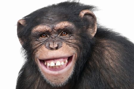 動物園　賢い　チンパンジー　脱走に関連した画像-01