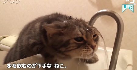 NHK ムロツヨシ 猫 LIFE コント 癒し動画に関連した画像-01