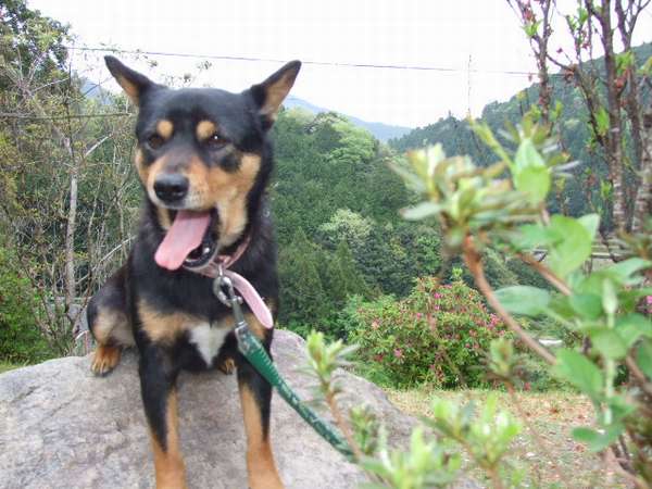 旅館 犬 クレーマー 保健所に関連した画像-03