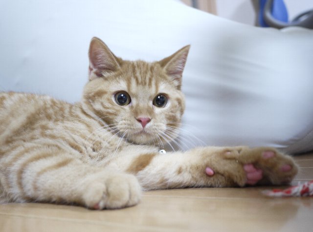 動物虐待に関連した画像-01