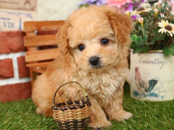 六本木のキャバ嬢 愛犬 プードル 足をへし折る 虐待 動物愛護団体に関連した画像-01