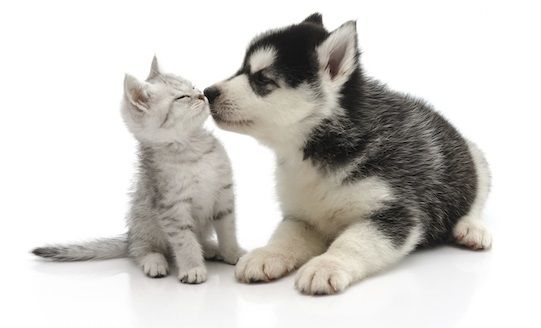 犬 猫 神経細胞に関連した画像-01
