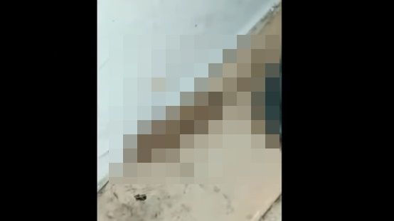 ソーセージ 尻尾 生き物 虫に関連した画像-01