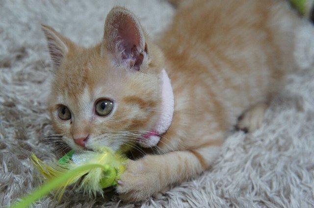 猫 死にたがり 猫 飼う ペット 生きる目的 にゃん吉に関連した画像-08