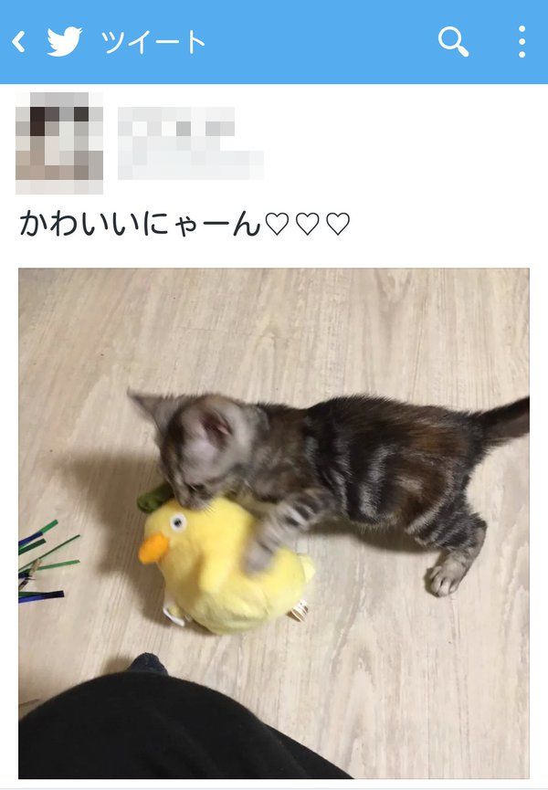 猫 死にたがり 猫 飼う ペット 生きる目的 にゃん吉に関連した画像-04