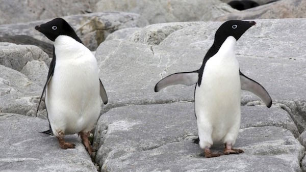 ペンギン 死亡 南極 アデリーペンギンに関連した画像-01