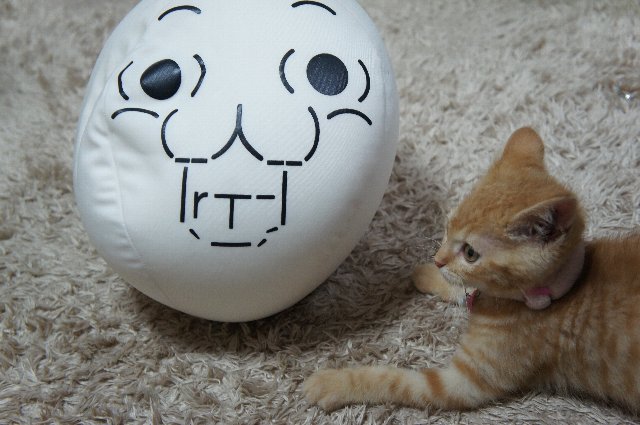 猫 死にたがり 猫 飼う ペット 生きる目的 にゃん吉に関連した画像-10