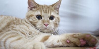 ネコ 猫 ベッドに関連した画像-01