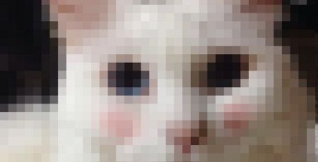 猫 チークに関連した画像-01