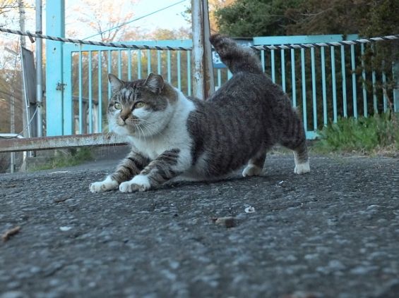 d-neko36900_864