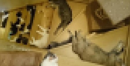 猫 階段に関連した画像-01
