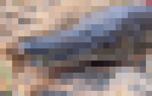 アリゲーターガー 名古屋城 お堀 捕獲 外来魚に関連した画像-01