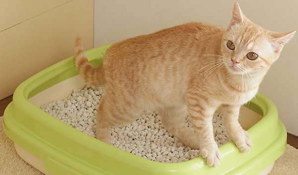 ペット トイレ 砂 猫砂に関連した画像-01
