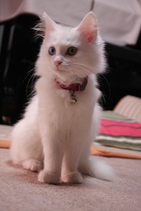 d-neko36687_868