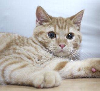 犬種 猫種 ペット 人気 ランキングに関連した画像-05