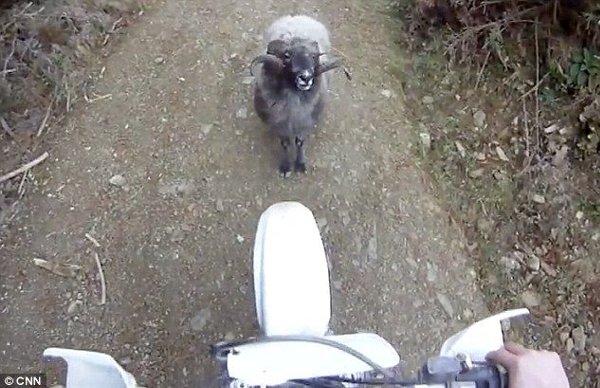 バイクの前に突如「羊」が立ちはだかる、  そして生き残りを賭けた死闘が始まった
