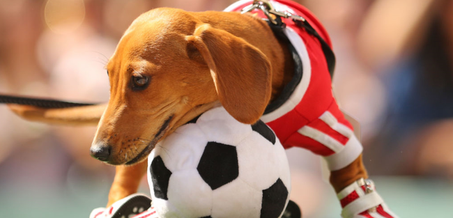 サッカー　アルゼンチン　犬　キーパーに関連した画像-01