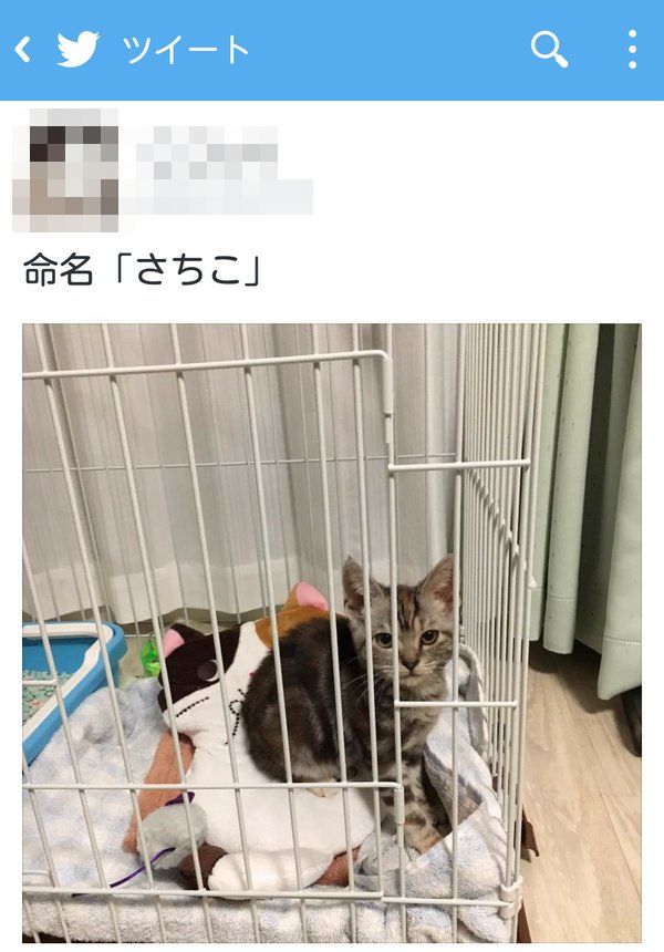 猫 死にたがり 猫 飼う ペット 生きる目的 にゃん吉に関連した画像-03