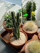 サボテンの花