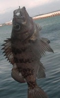 DSCF4693
