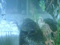 DSCF5386
