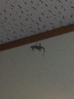IMG_0531