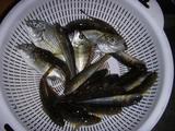 釣果