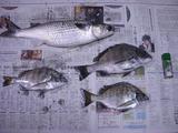 魚達
