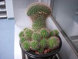DSCN2542