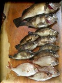 DSCN5449