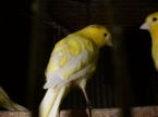 カナリヤ