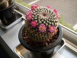 DSCN2736