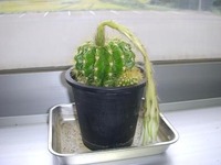 DSCN6766
