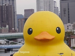 ラバー・ダック